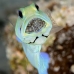 jawfish_yellowhead_bs_lc_v_0241_cay0779.jpg
